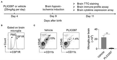 Inhibition of Colony Stimulating Factor 1 Receptor Suppresses Neuroinflammation and Neonatal Hypoxic-Ischemic Brain Injury